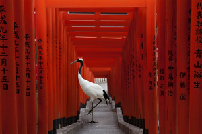 Karen Knorr, The Journey, Hie Torii, Tokyo, Monogatari, 2015 Courtesy of the artist & Galerie Les Filles du Calvaire, Paris